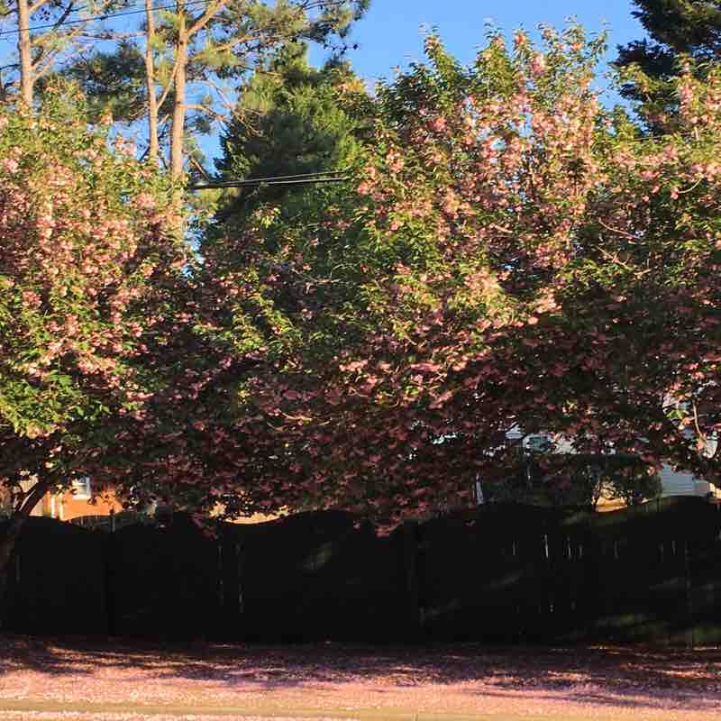 A nice afternoon walk Trail Alpharetta, USA Pacer