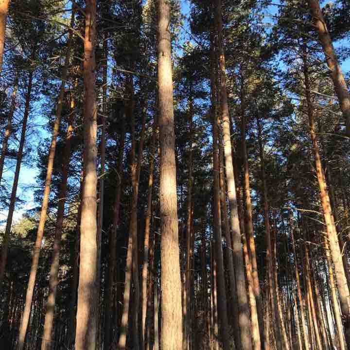 Химмашевский парк