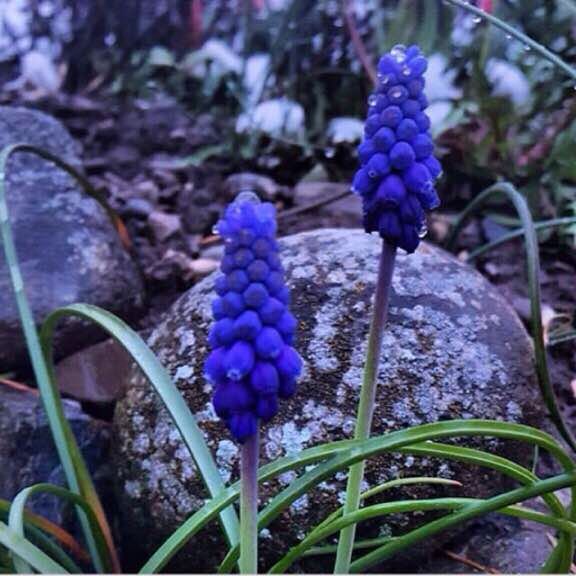 Frankfurt walking route map in Frankfurt am Main