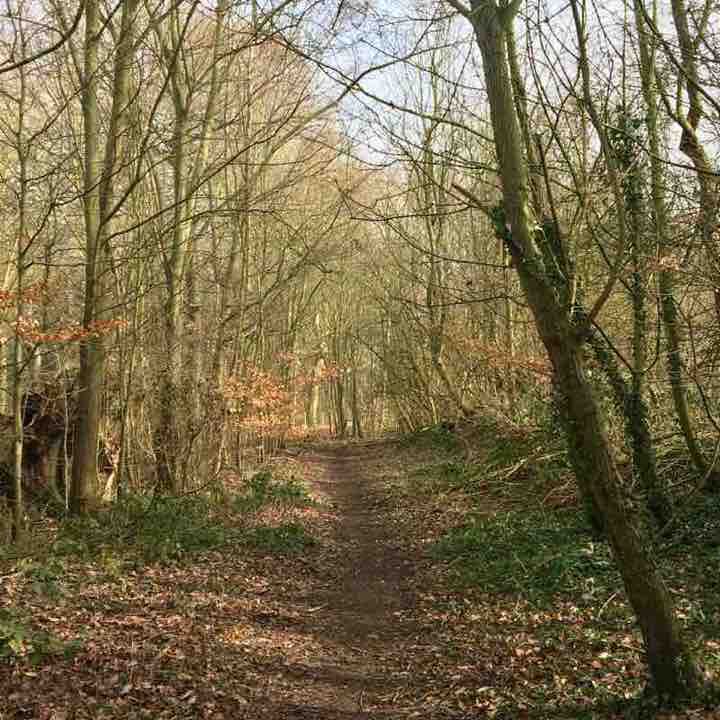 Parlington Woods
