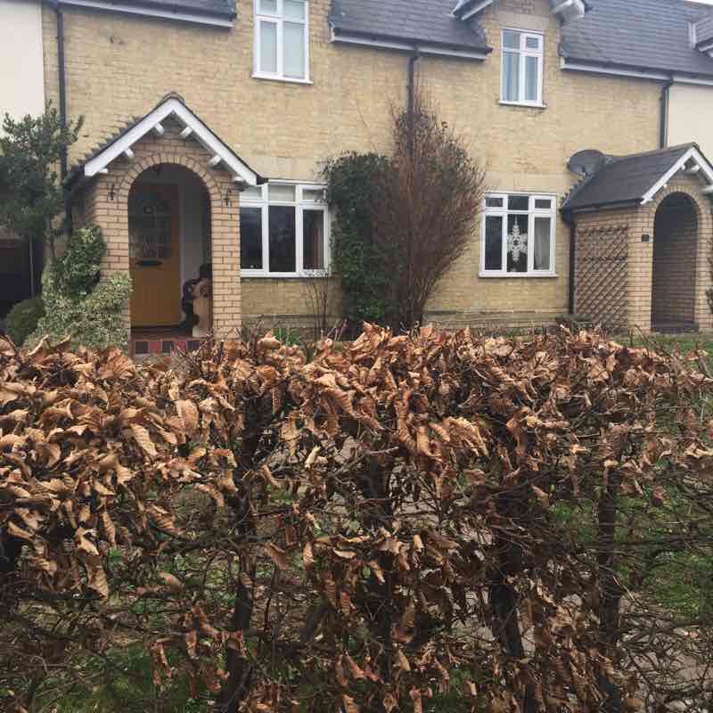 Steeple Morden footpaths, wooded walks and fields Trail Royston