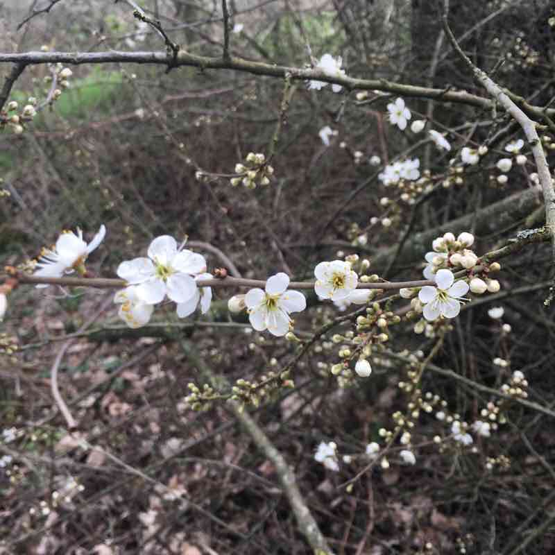 Beerze outskirts walking route map in Bladel