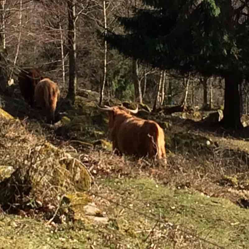 Col de la Charbonnière walking route map in Breitenbach