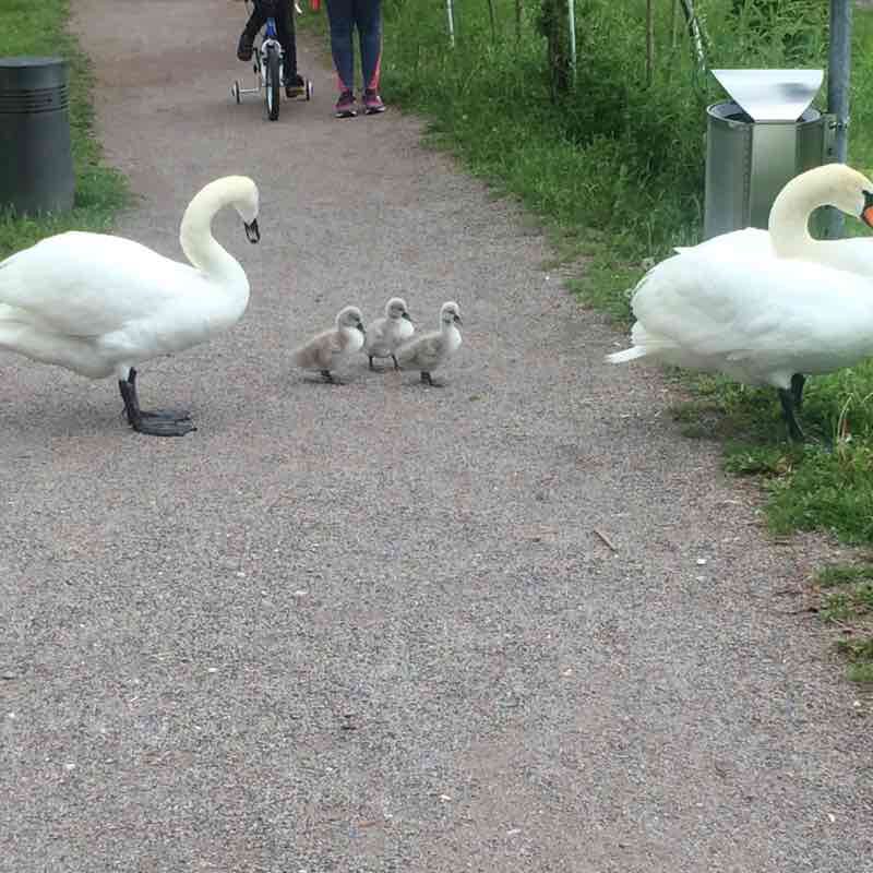 Hiking Dambach-la-Ville walking route map in Dambach-la-ville