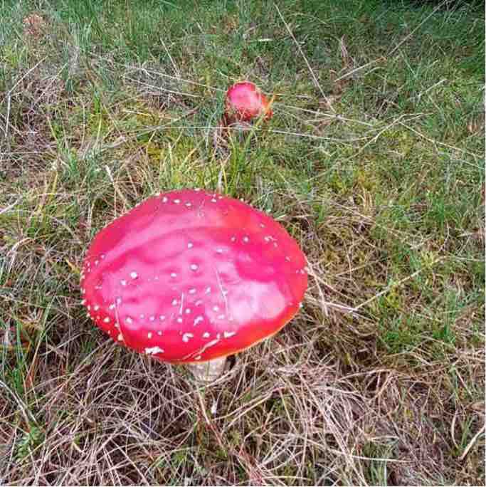 Hiking Rosheim forest walking route map in Rosheim