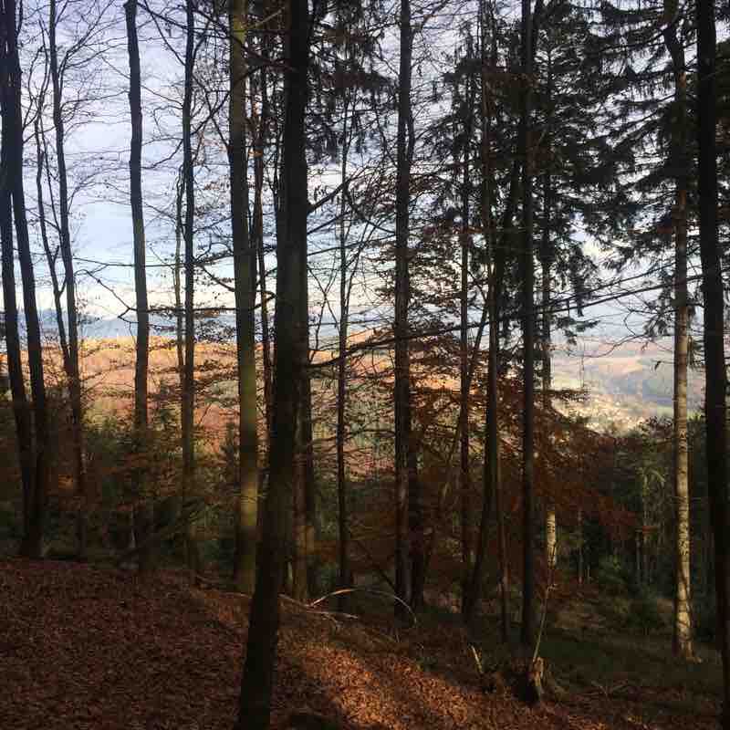 Hiking Pandours-Schneeberg Pass walking route map in Cosswiller