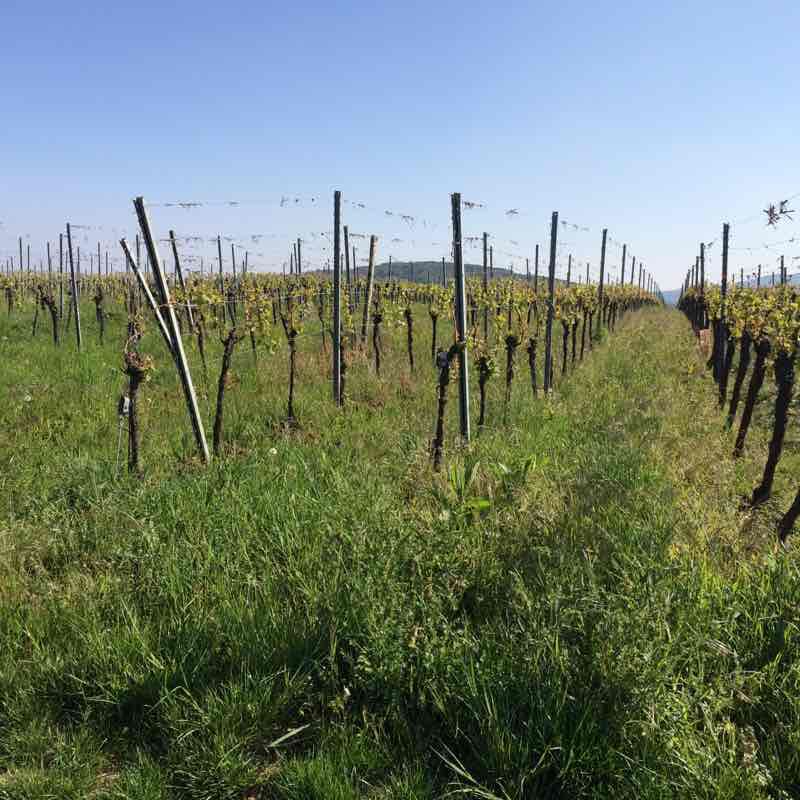 Ballade bike path from Lutzelhouse to Obernai walking route map in Gresswiller