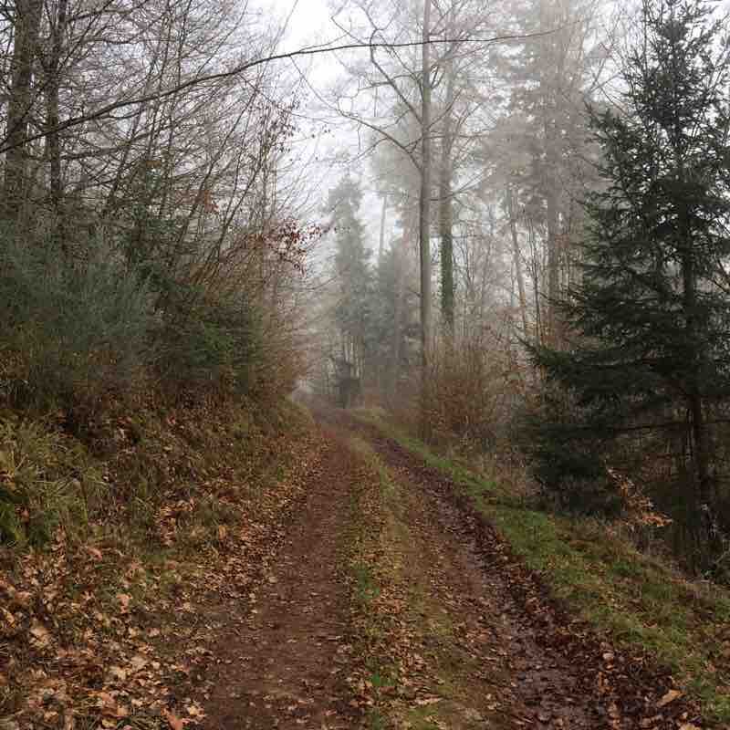 The giant sequoia walking route map in Muhlbach-sur-Bruche