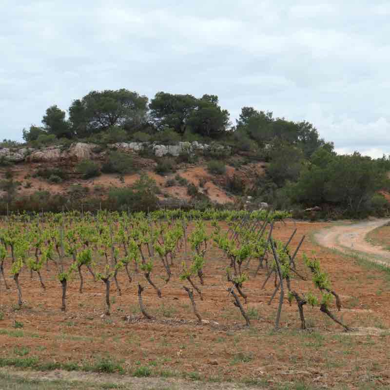 Vines of Montagnac walking route map in Montagnac