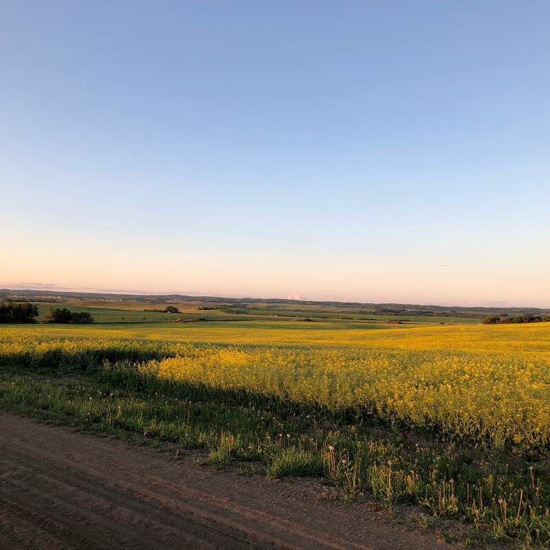 Days/Trevessa  walking route map in Cochin