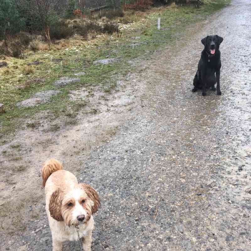 Captain cooks monument- Gribdale