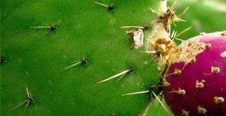 Caminar en Ciudad de México, México