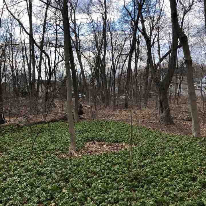 Madison  walking route map in Florham Park