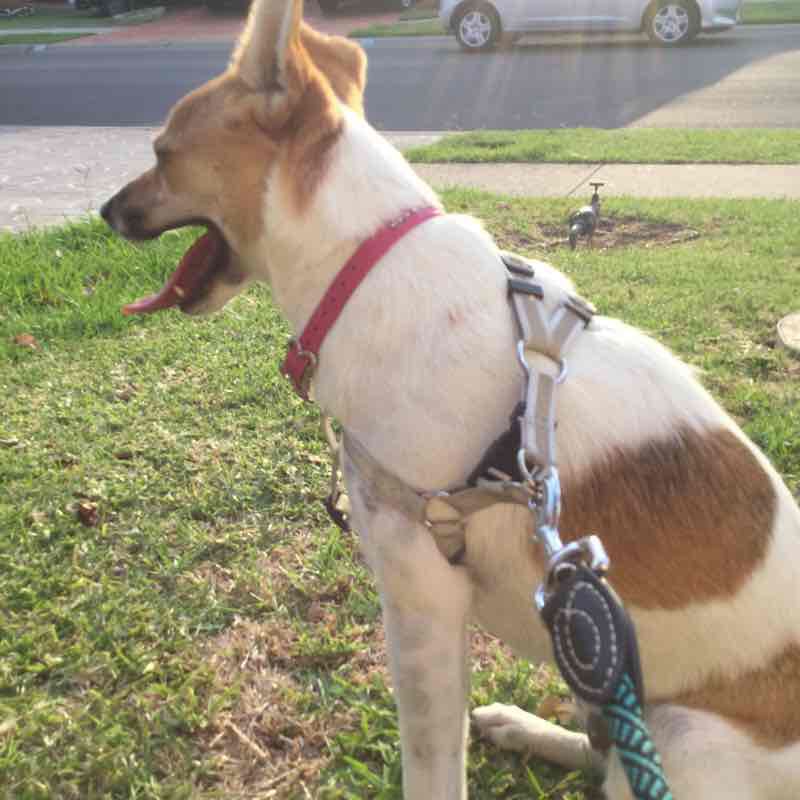 My usual path I walk my puppy 