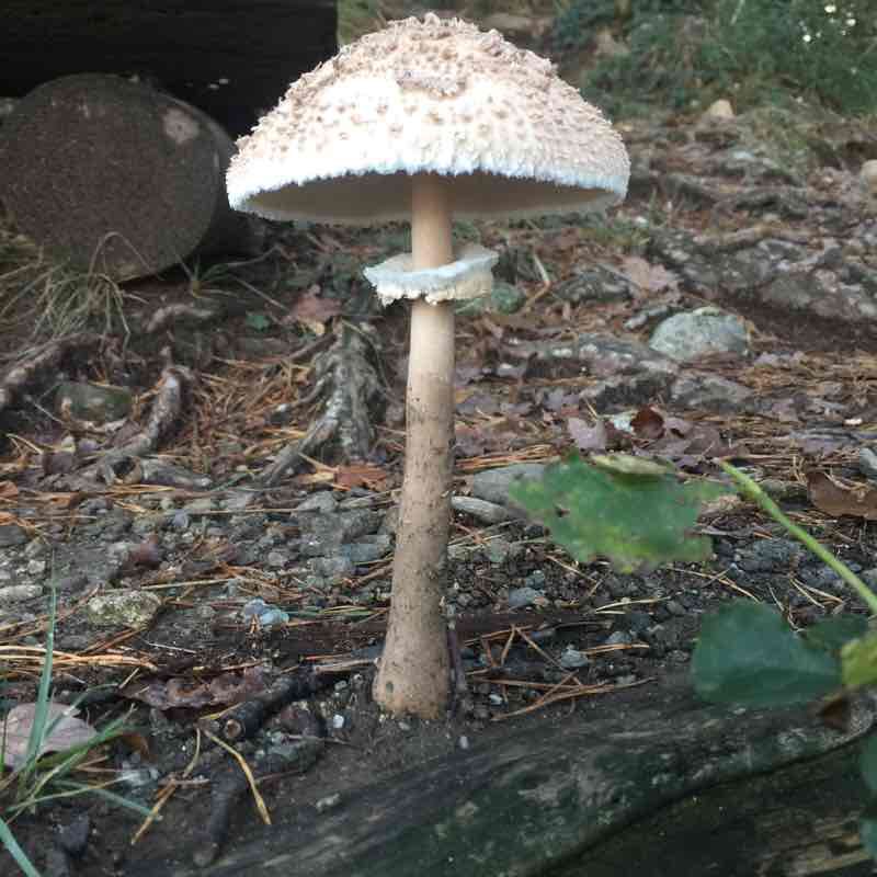 Albate, Monte Goi, Sasso della strega, Albate walking route map in Capiago Intimiano