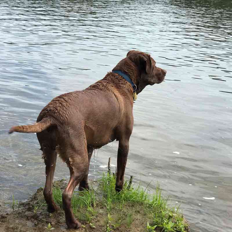 Racine Dam WV Shore walking route map in Racine