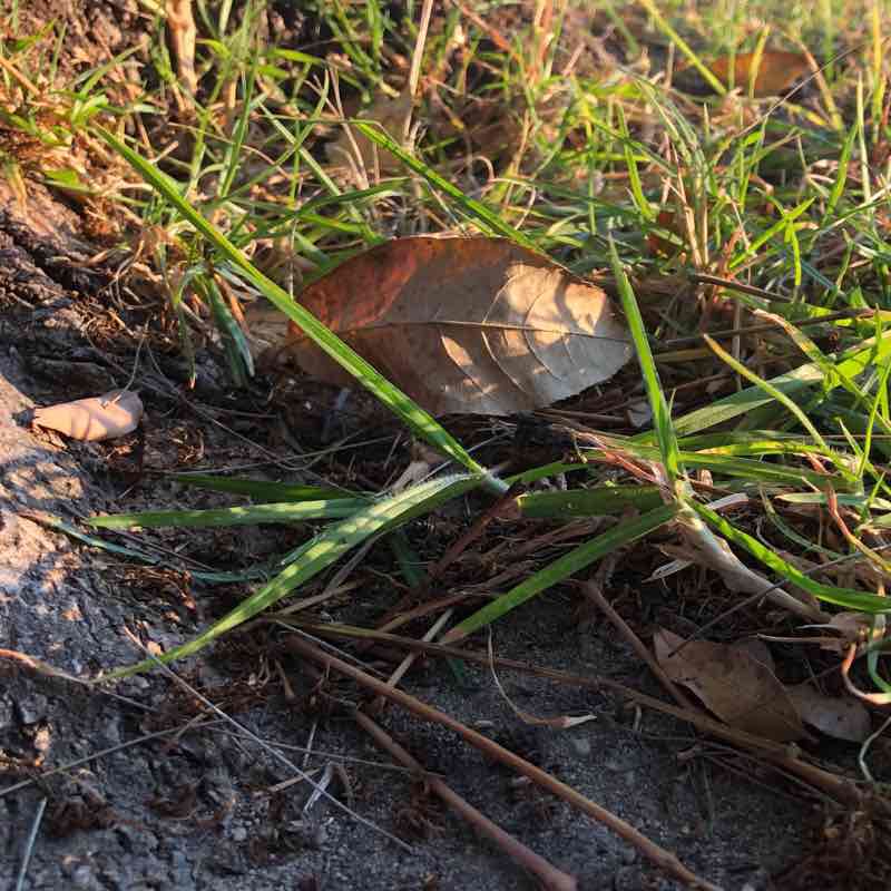 Parque Metropolitano