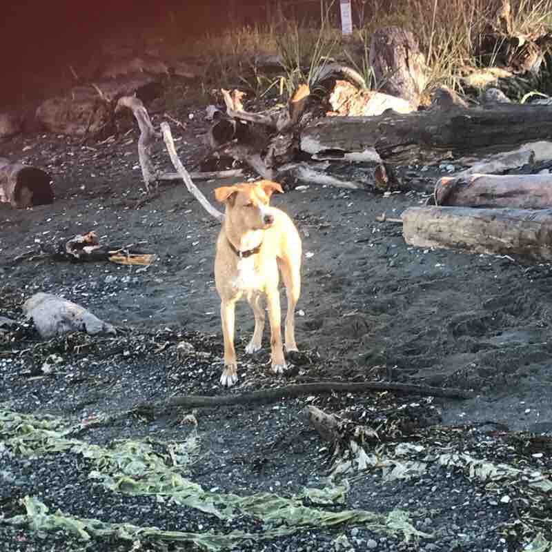 Fay Bainbridge walk to trump boat