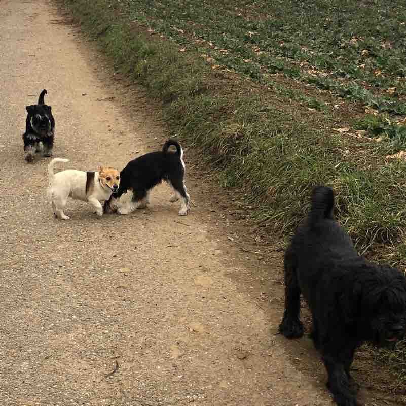 From Nußloch to Wiesloch walking route map in Nußloch