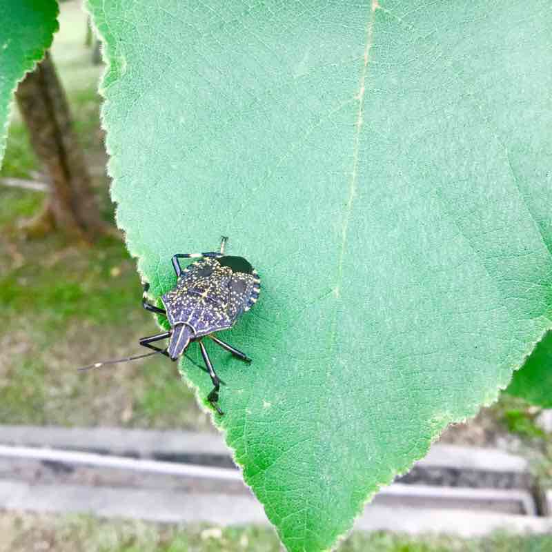 190622_空總植物導讀