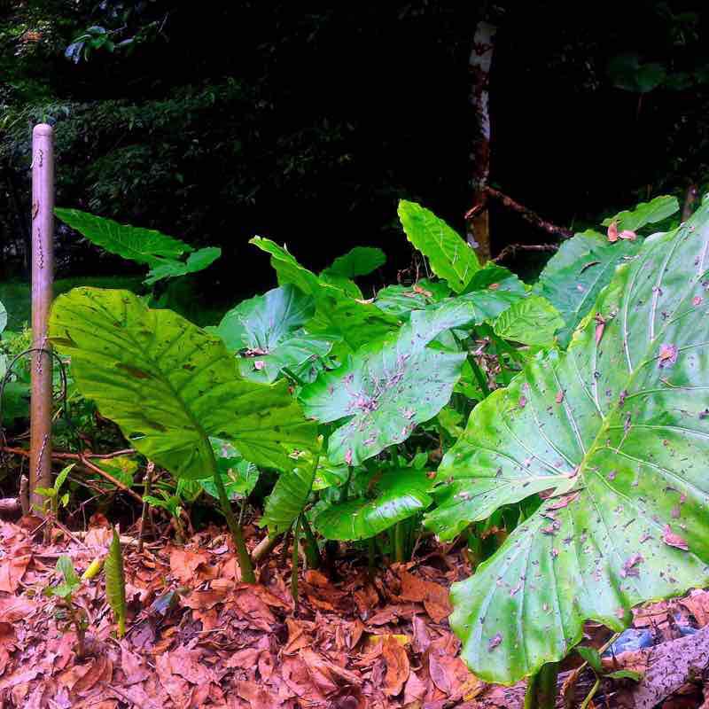 190521_烏來啦卡步道