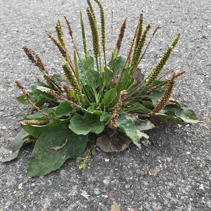 Between dikes and ditches to pumping stations and canals walking route map in Schagen