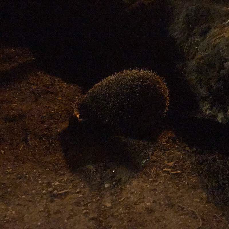 Around Cetinje walking route map in Kosijeri