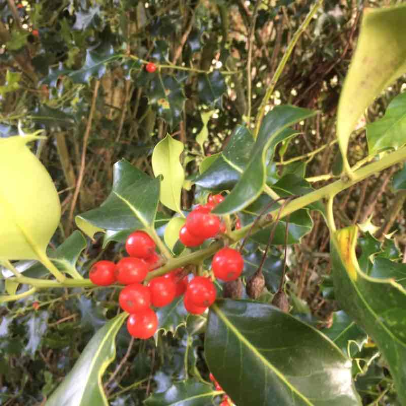 The brulette of Foulbec walking route map in Foulbec