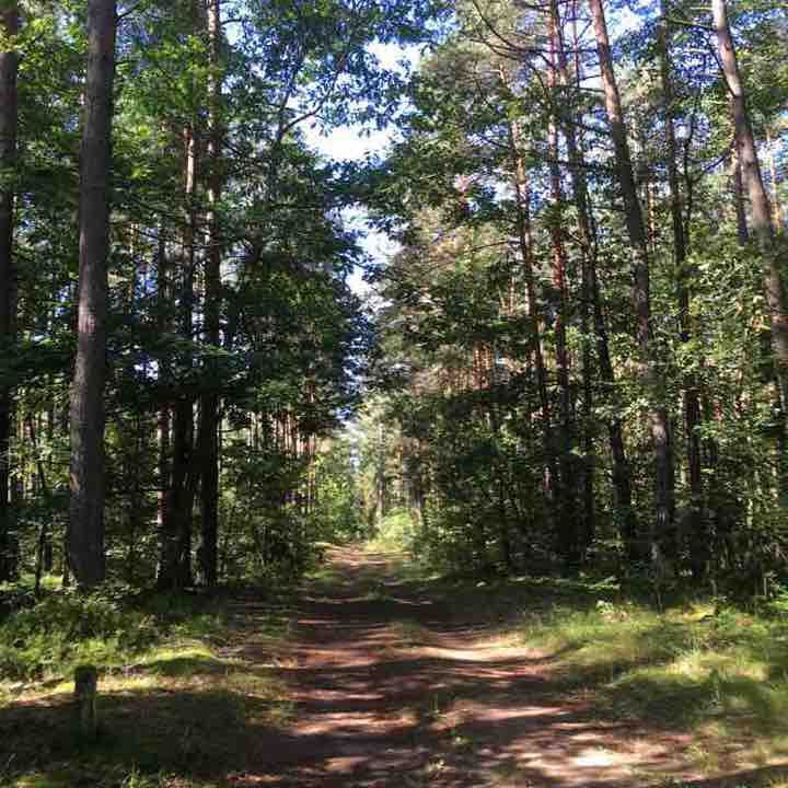 Sanatorium Forest walking route map in Sovetsk