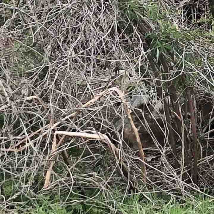 Deeg and Pappy’s house walking route map in Helena