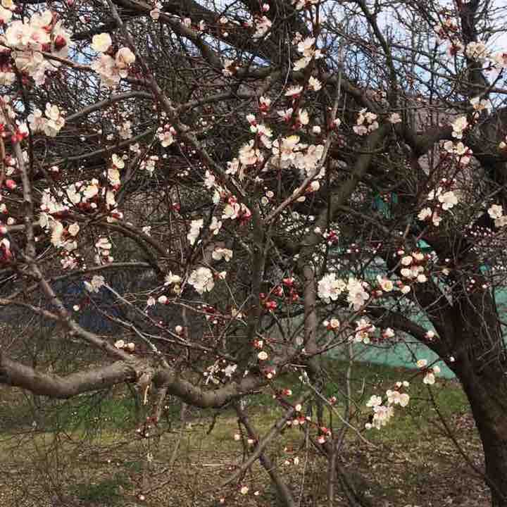 Kurganinsk walking route map in Kurganinsk