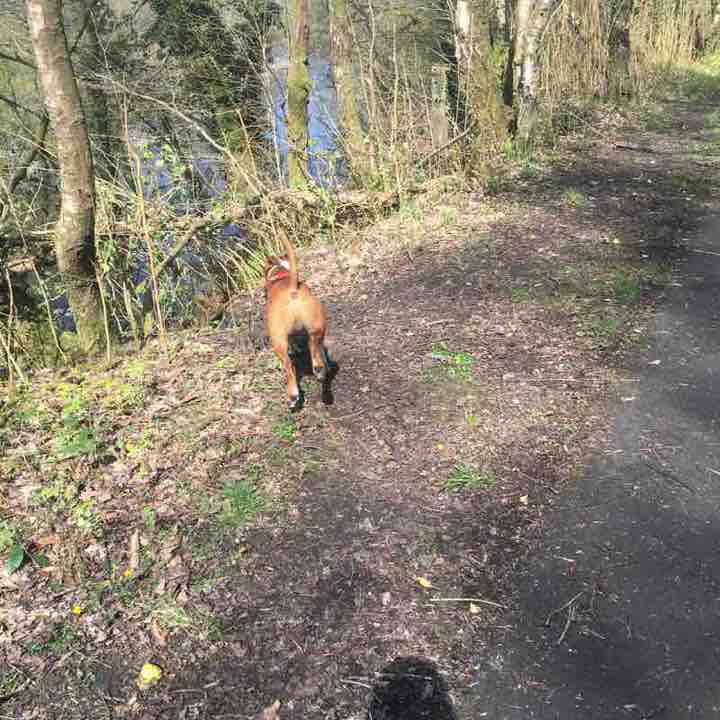 Godrergraig to Ystalafera Riverside walk