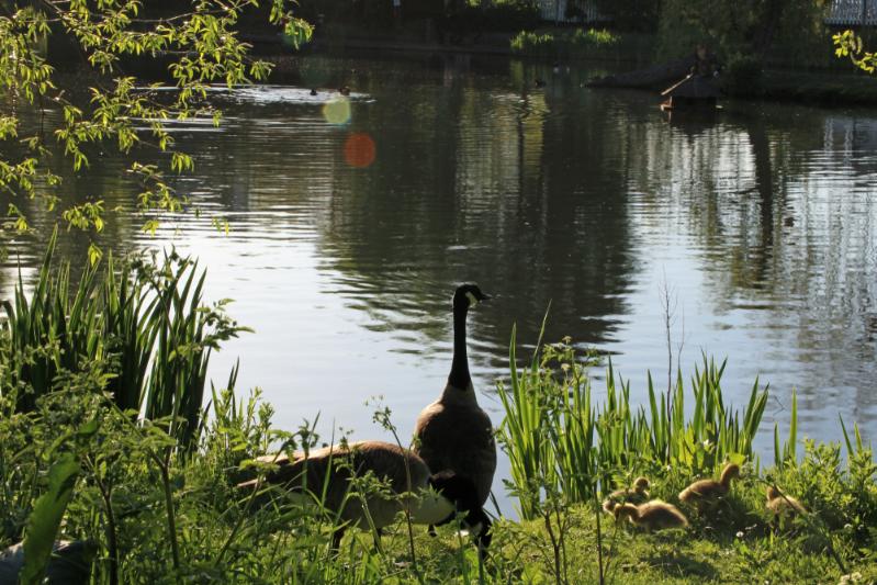 Petts Wood Walking Loop walking route map in Orpington