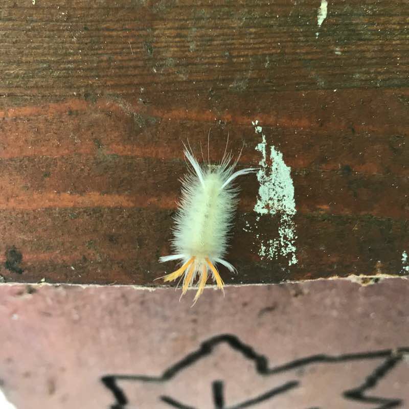 McCloud walking route map in North Salem