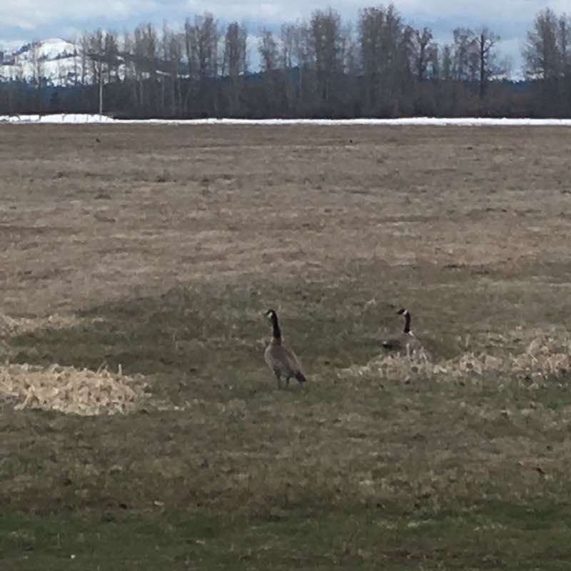 Chester causeway meadow walking route map in Westwood