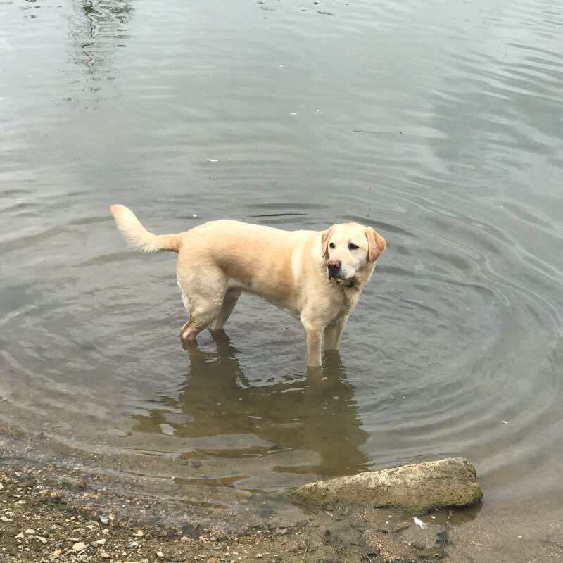 Dennis Lake Walk walking route map in Aylesbury