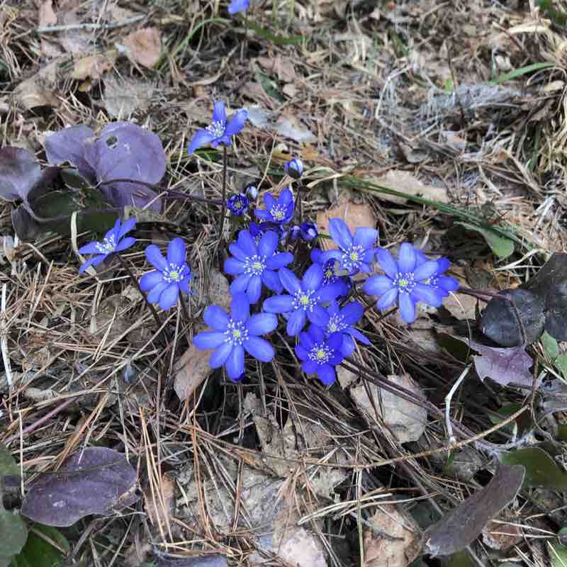 Svetloyar Lake walking route map in Vladimirskoe