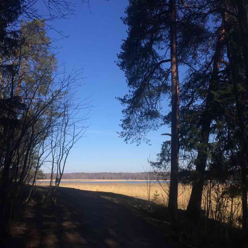 Beautiful forest road