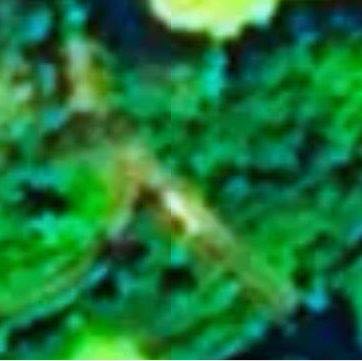 Walk through the woods walking route map in Brovary