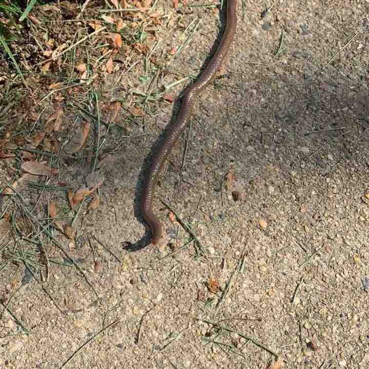 Snake run
