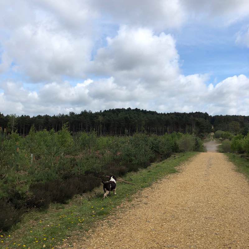 Crowthorne Wood walking route map in Crowthorne