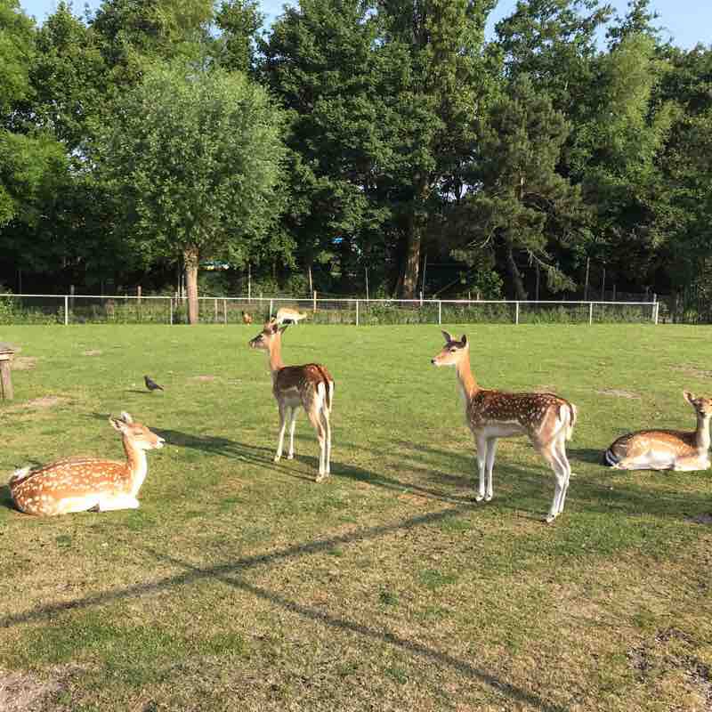 A bit of a run walking route map in Beverwijk