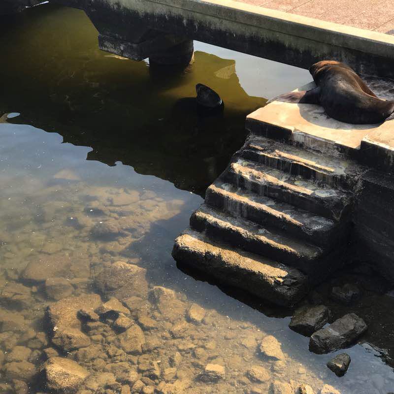 Cold tip walking route map in Piriápolis