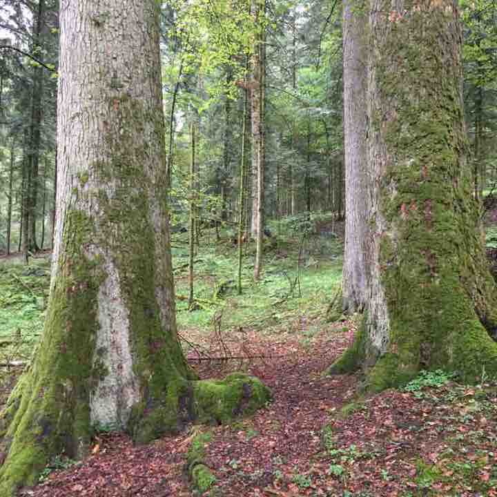Chuderhüsi back walking route map in Linden