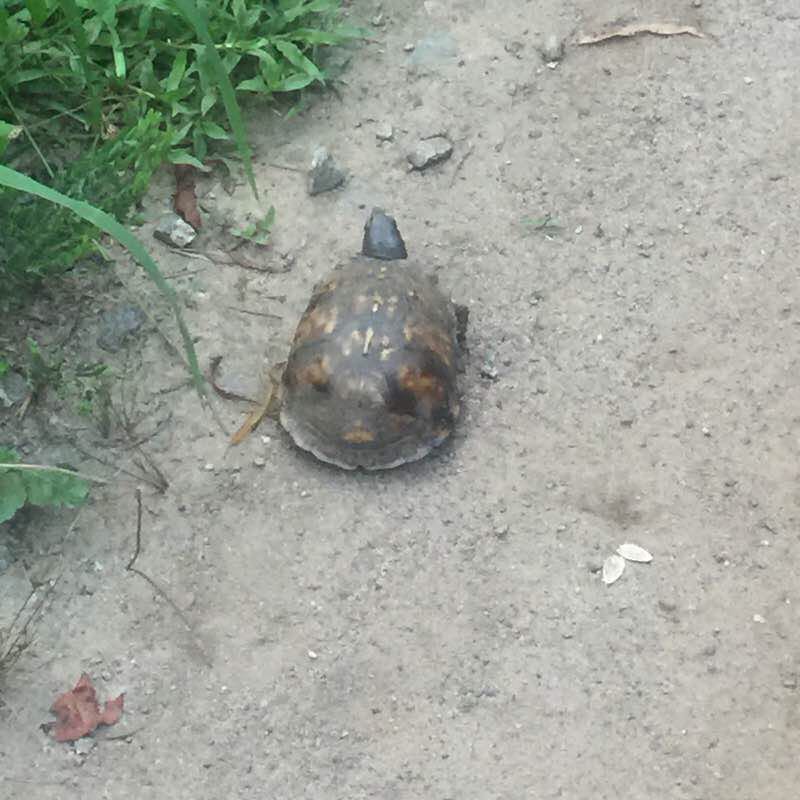  Cheatham Hill 5 Mile