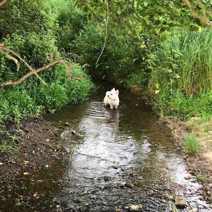 My Quiet walk walking route map in West Bergholt
