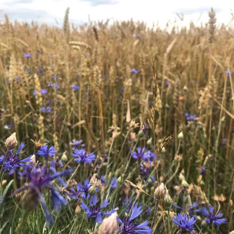 Nemunas loops walking route map in Prienai