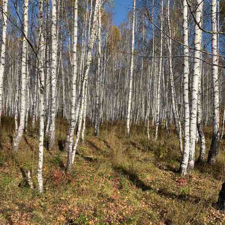 Forest walk walking route map in Berdsk