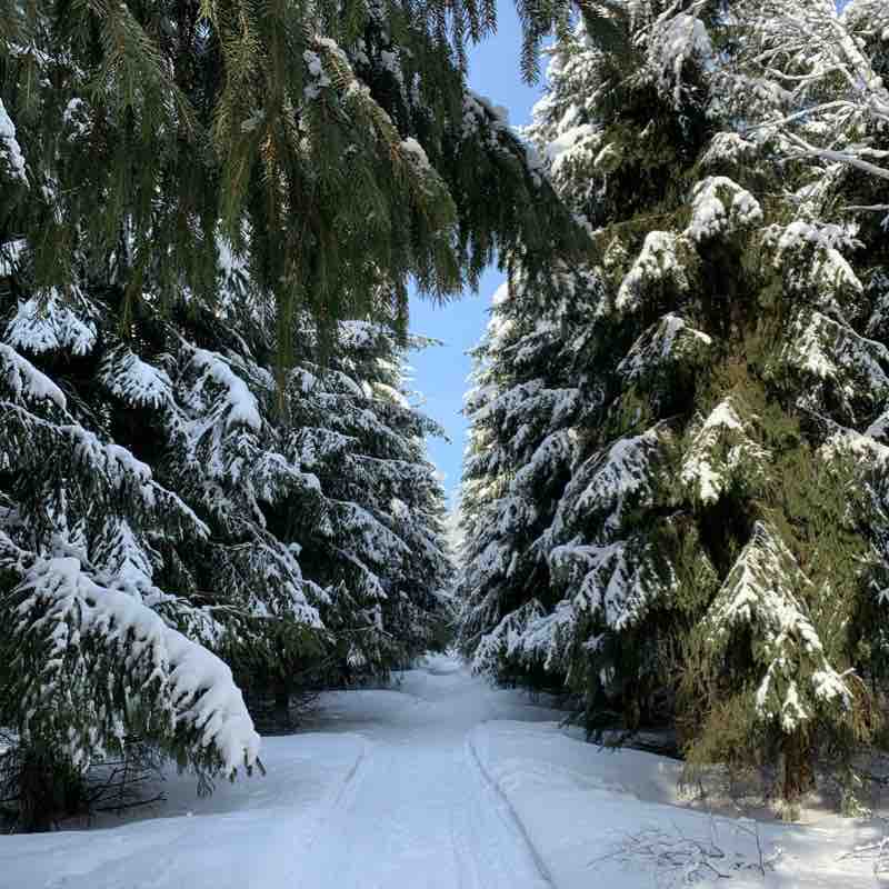 Spruce pine forest walking route map in Berdsk