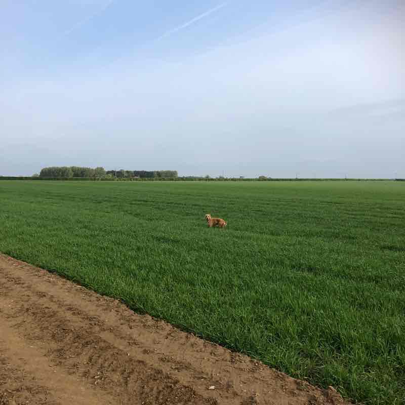 Walsingham way walking route map in Wighton